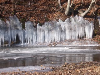 geese-and-icicles