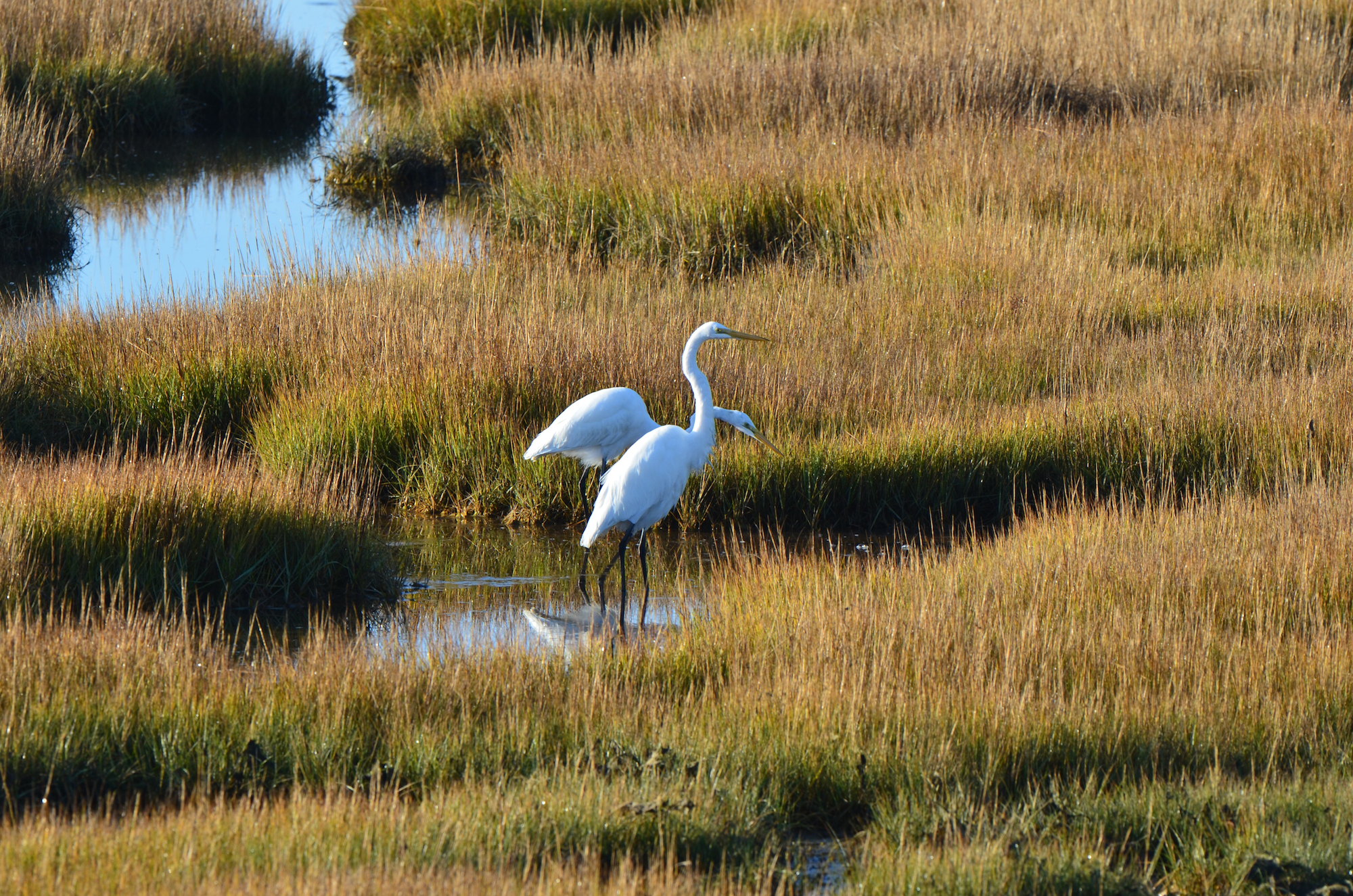 new jersey marsh birds.