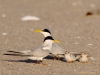 terns1-nancy-smith-coa