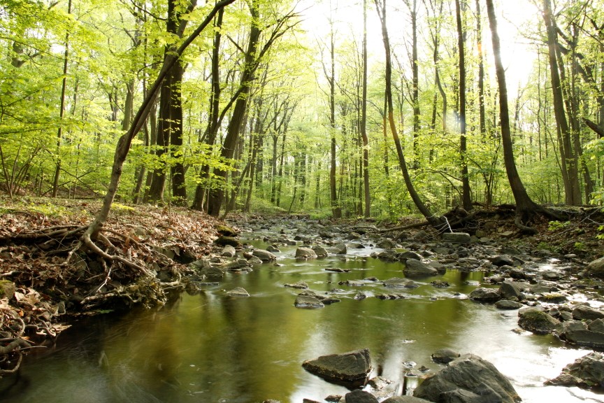 A Guide to Exploring Flat Rock Brook’s Trails