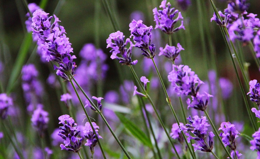 Flat Rock Brook Prepares for Cold Weather with Essential Oils