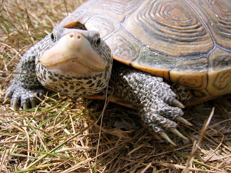 New Turtle-Safe Lighting Installed at the Wetlands Institute