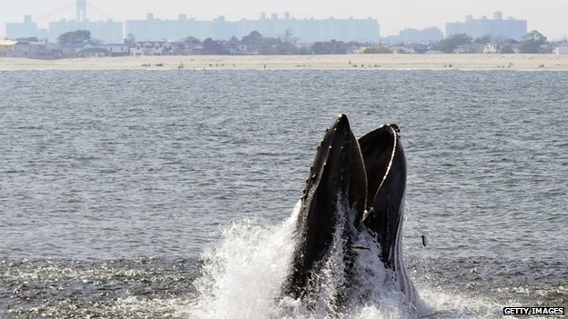 Humpback Whales Increasing in Waters Near NYC and NJ