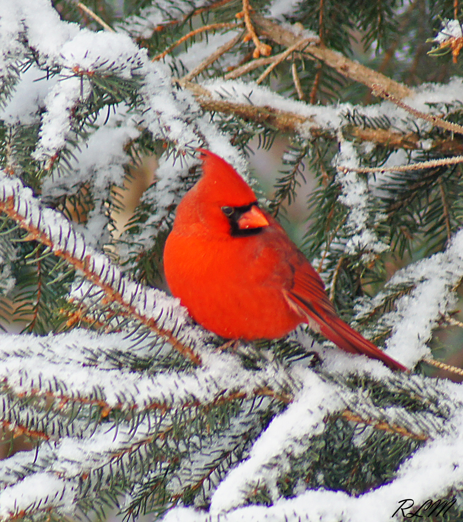 What You Need To Know About Birds in Winter