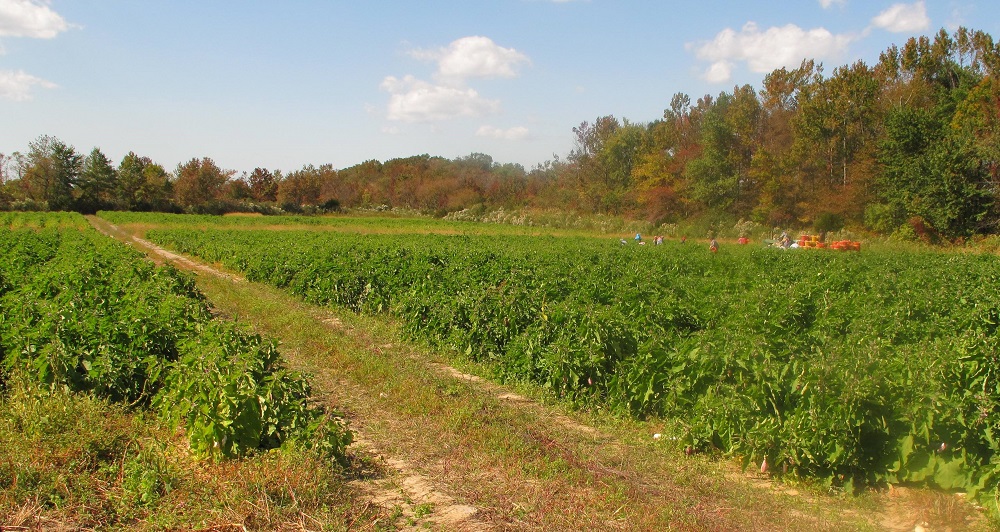 NJ Conservation Foundation Chosen for $700K Federal Grant