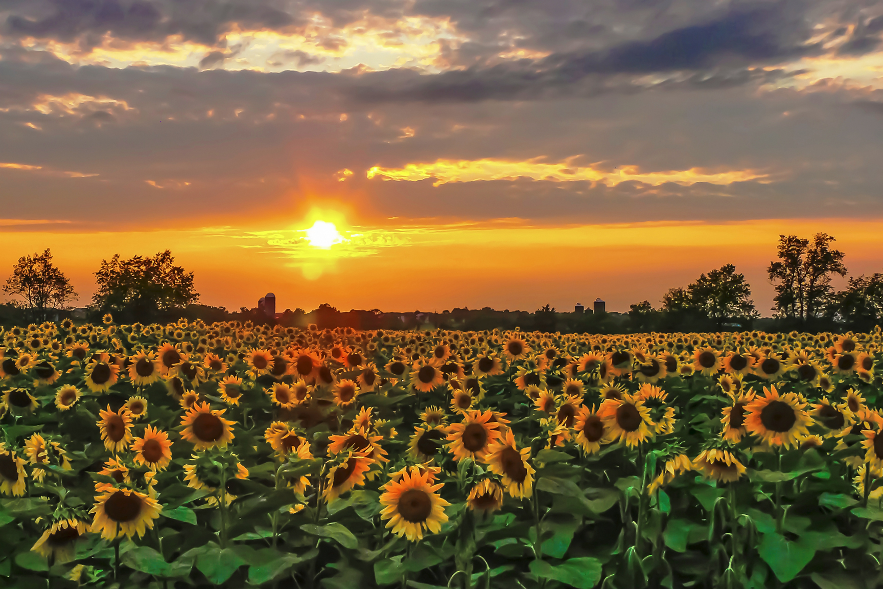 SunflowerSunset EarthShare New Jersey