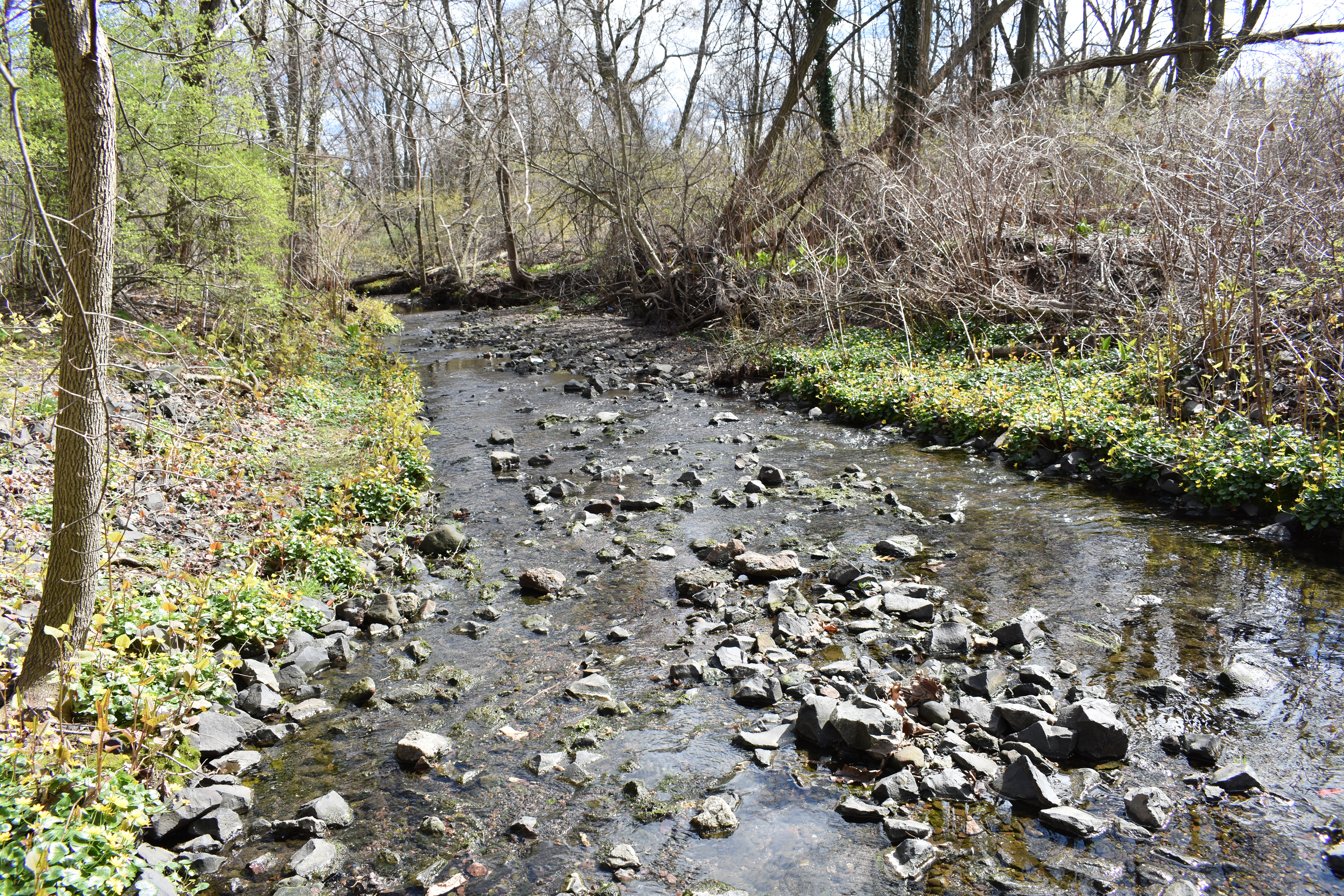 Member Feature: Teaneck Creek Conservancy