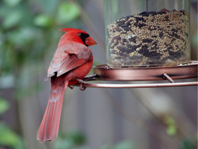 The Sanctuary of Backyard Birding