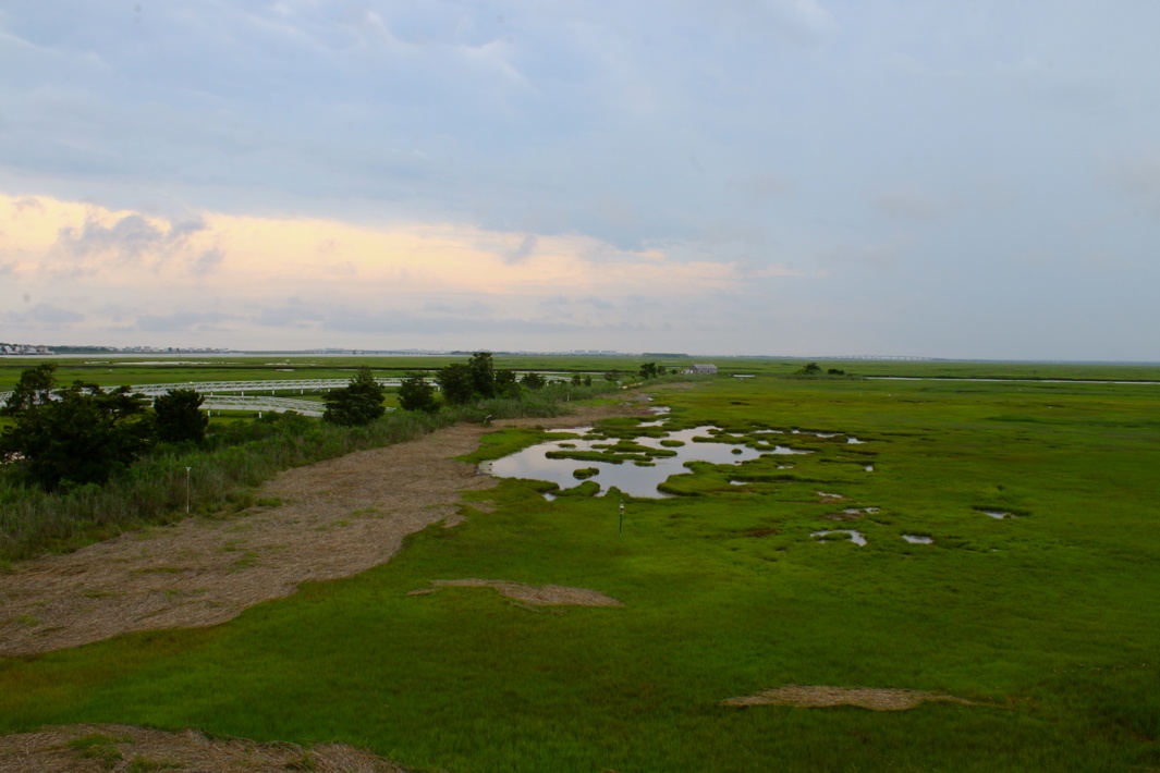 Member Feature: The Wetlands Institute