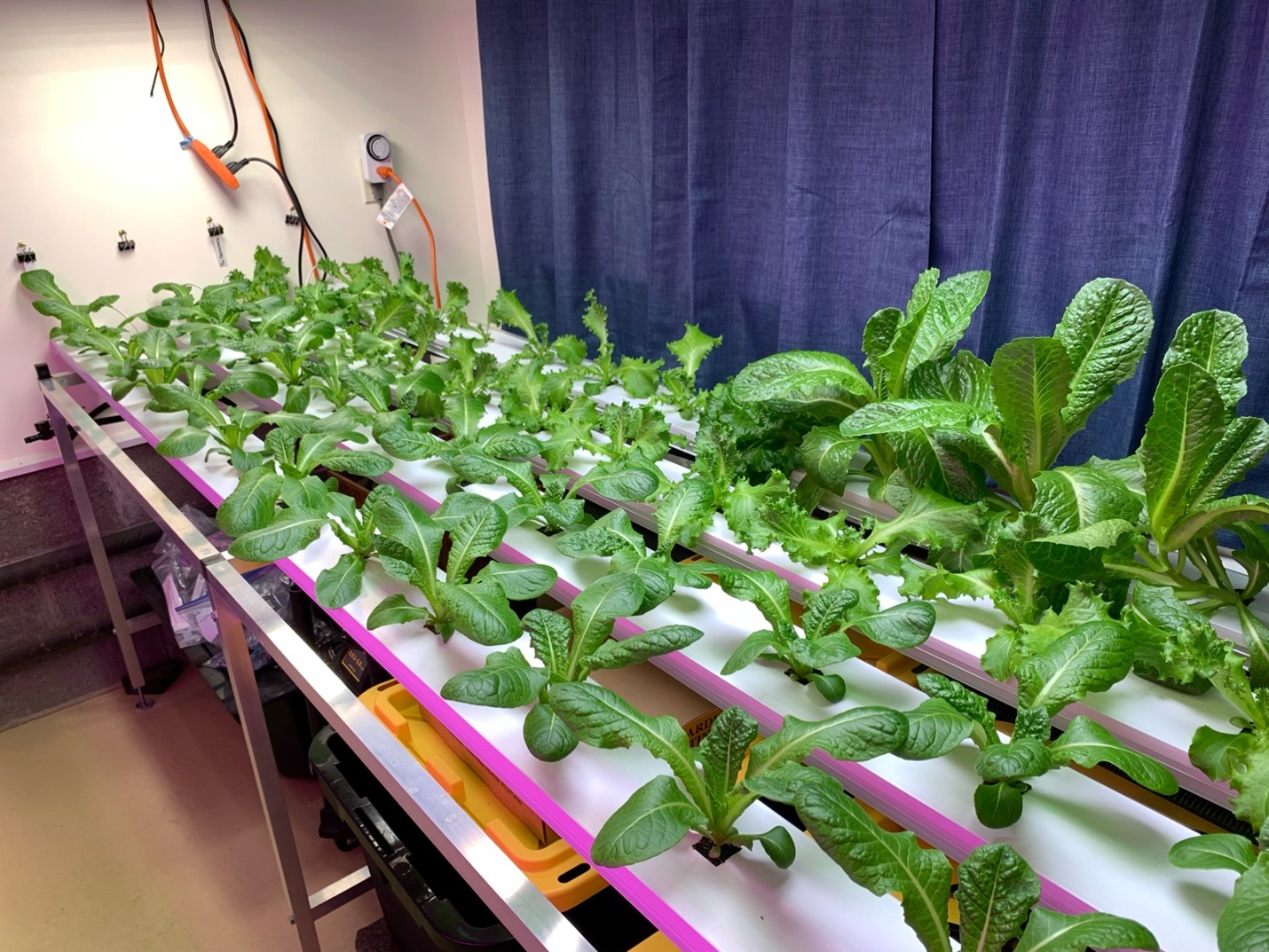 Hydroponics From Business Concept to Fresh Fun