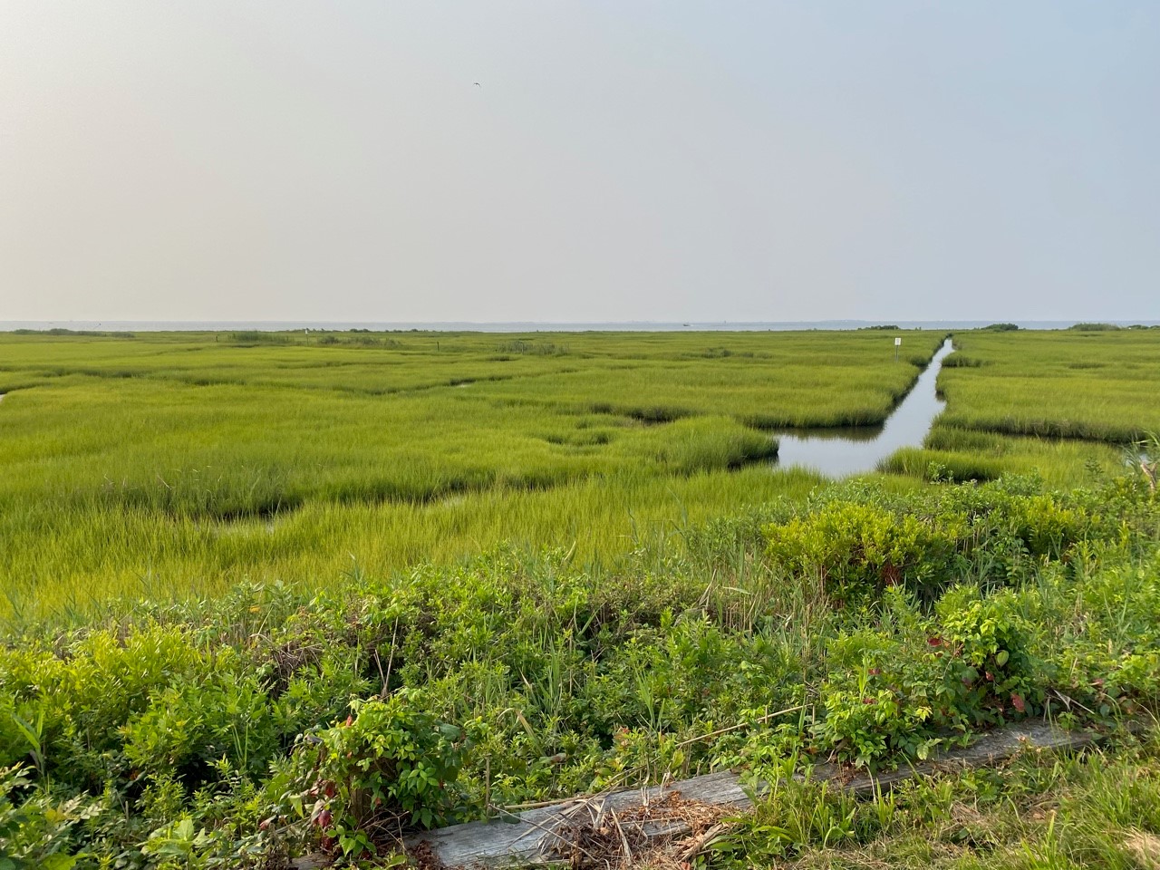 Their Survival Is Our Survival: A Case for Wetlands Conservation