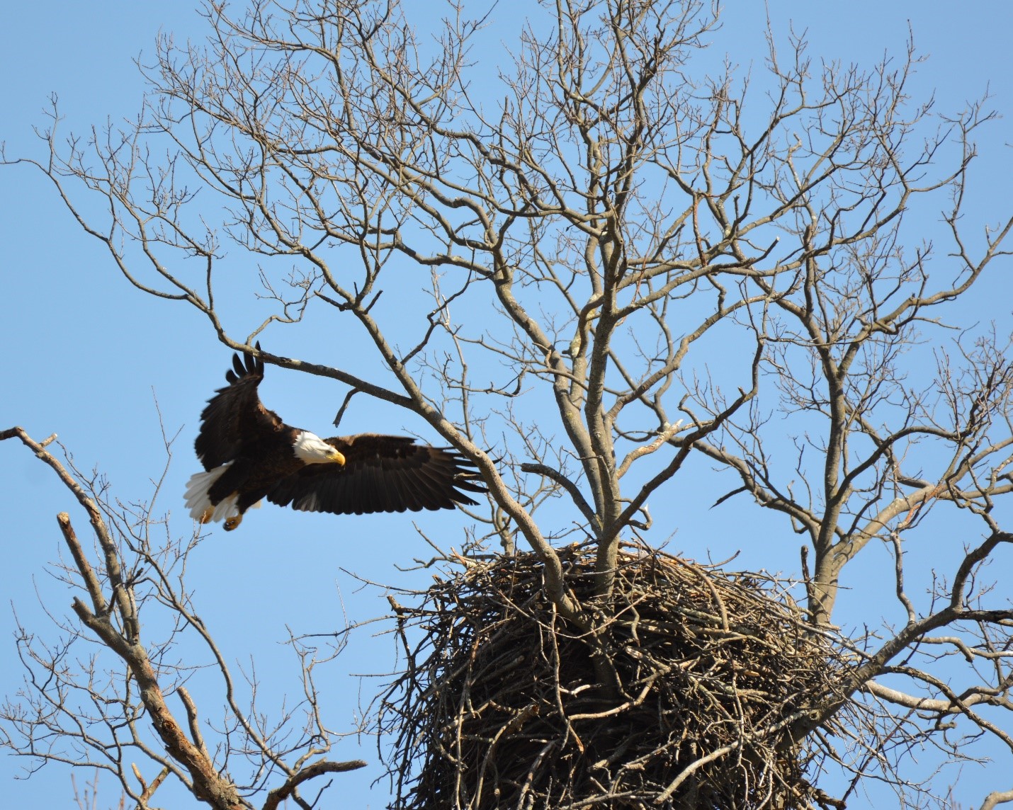 Member Feature: Conserve Wildlife Foundation of New Jersey